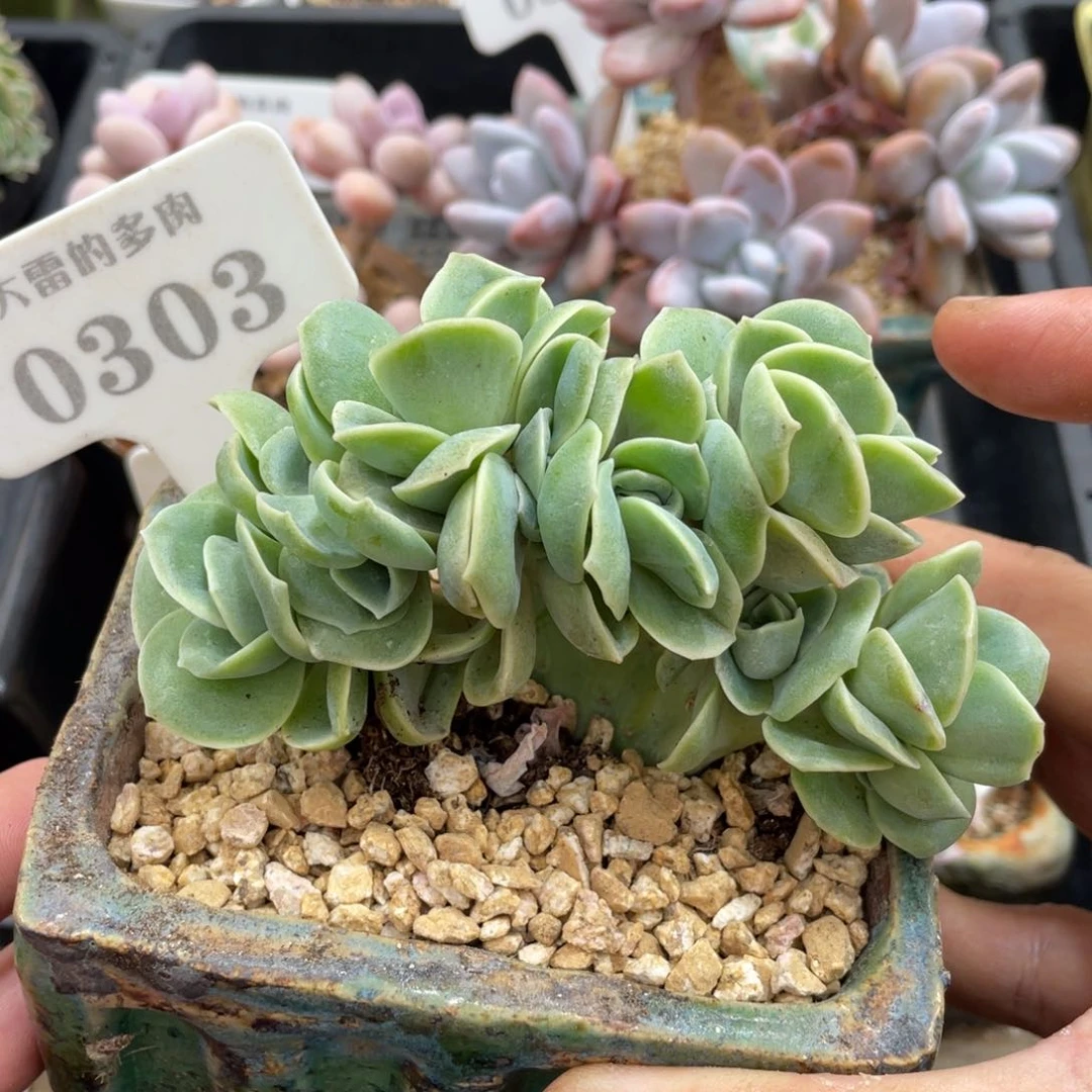 0303可爱玫瑰缀不带盆10厘米