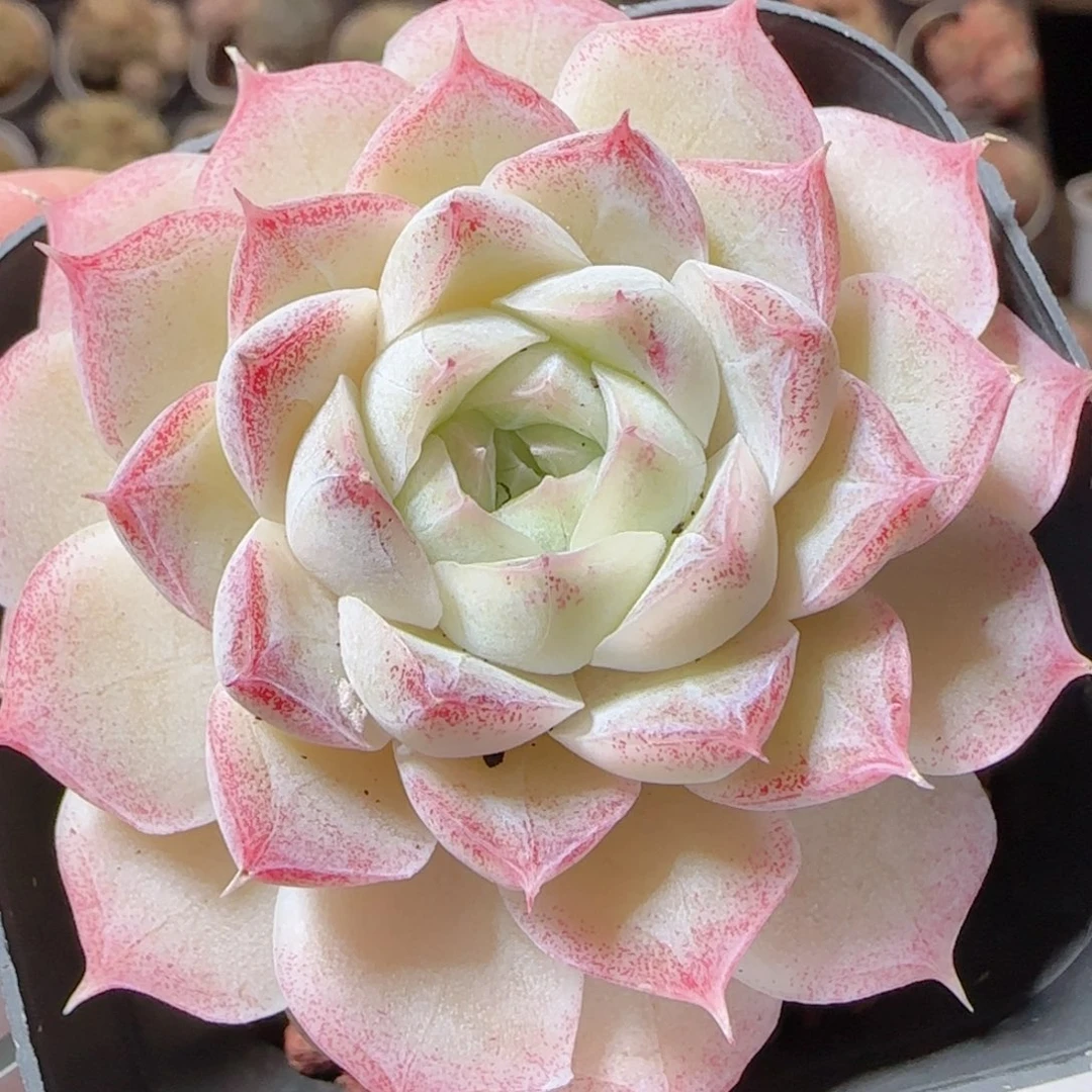 花语多肉1224-141女王