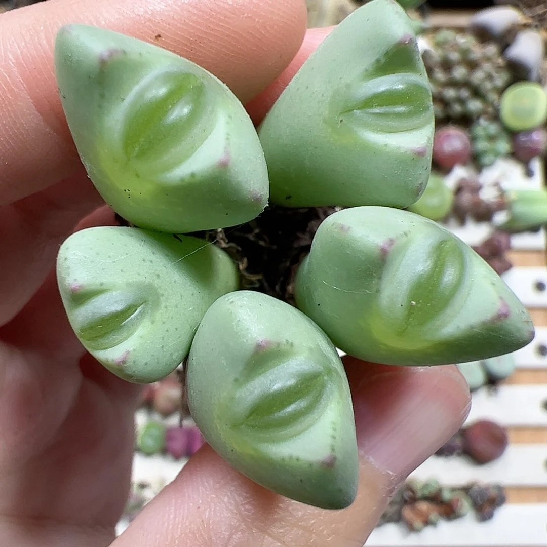 【闪购商品】328 少将嘟嘴