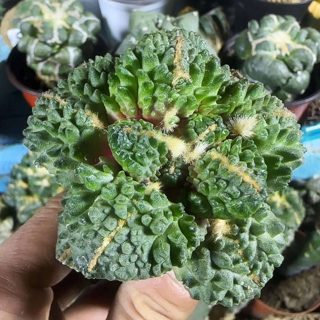 哥怒151仙人球开花