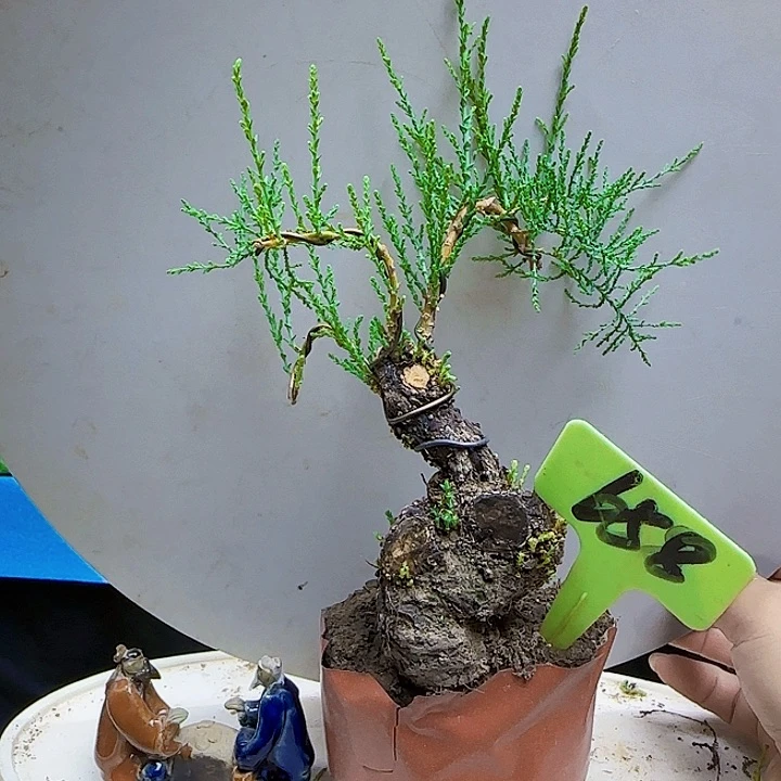 平***福无花朵三春柳柽柳带盆包邮