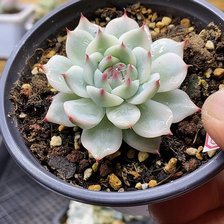 0722 吉娃娃覆轮锦