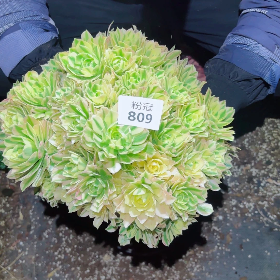 粉冠园艺迈巴赫809