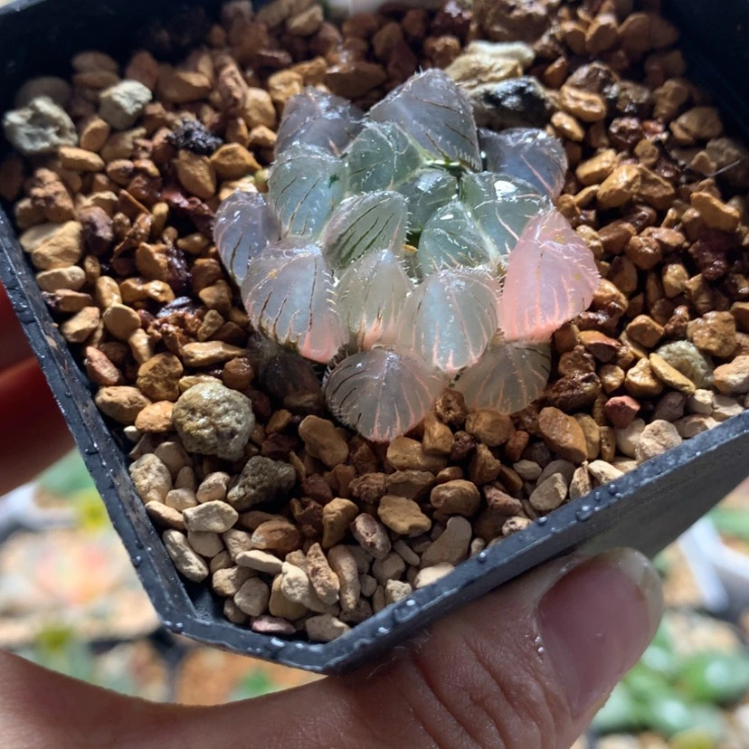 【闪购商品】176玉露多肉