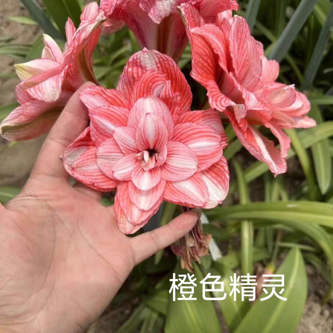 朱顶红-老晨新品【橙色精灵】只包对版，不包后期养护