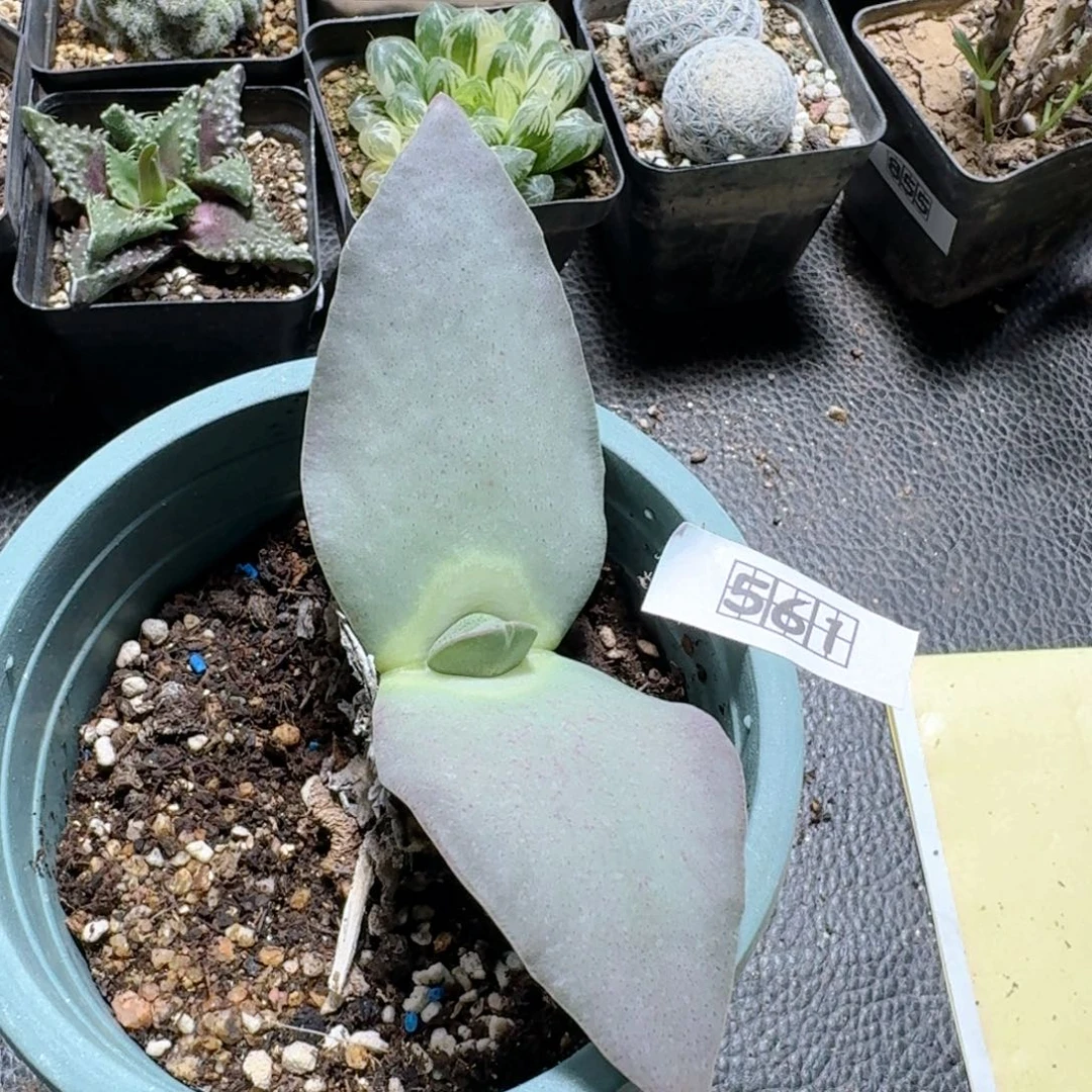 561翔凤脱土发货实生