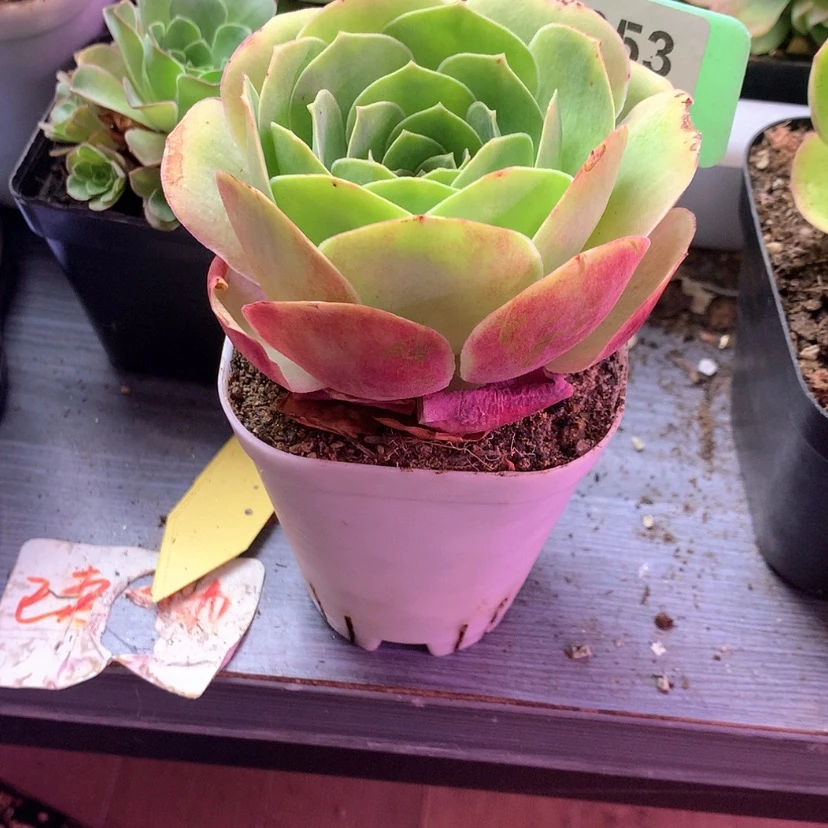 【闪购商品】阴****孤品D627