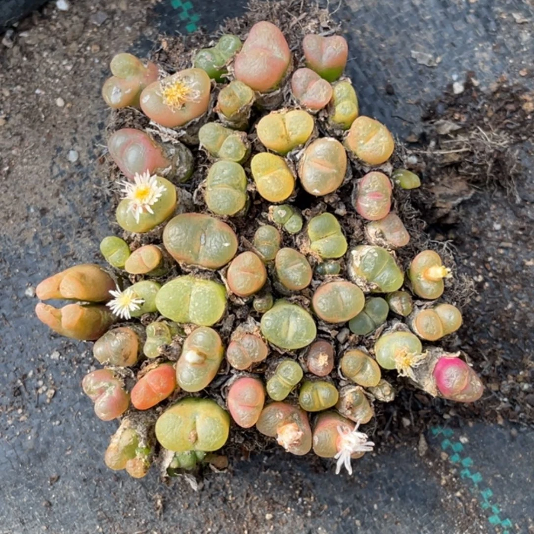 非偏远满20包邮484