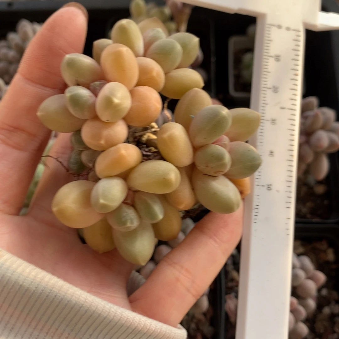 灵空大群还好哈哈哈