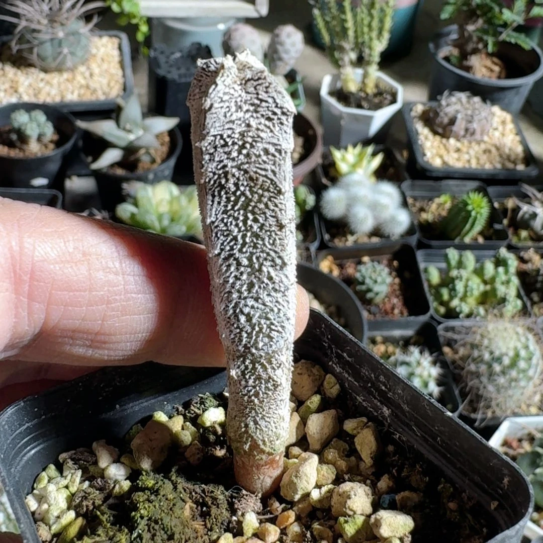 725恩冢鸾凤阁带盆发货