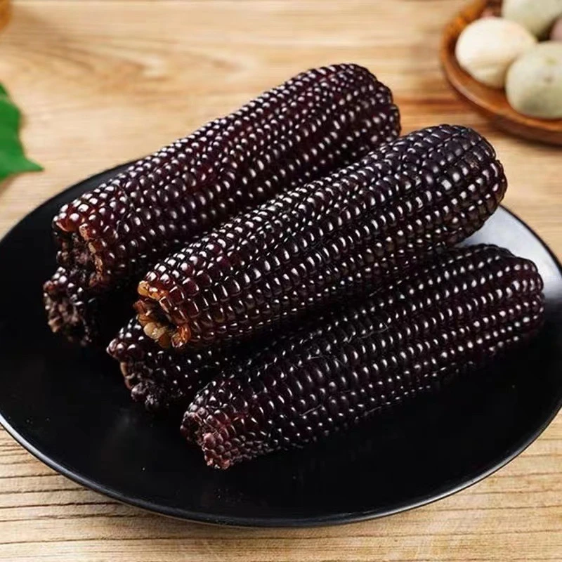 LL2根试吃东北纯正寒地黑糯玉米 24 年新玉米速冻五连包10棒5斤