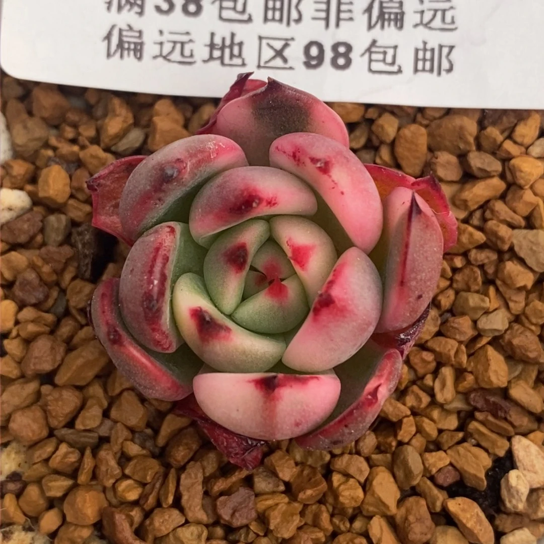 526弗朗明哥锦小单头