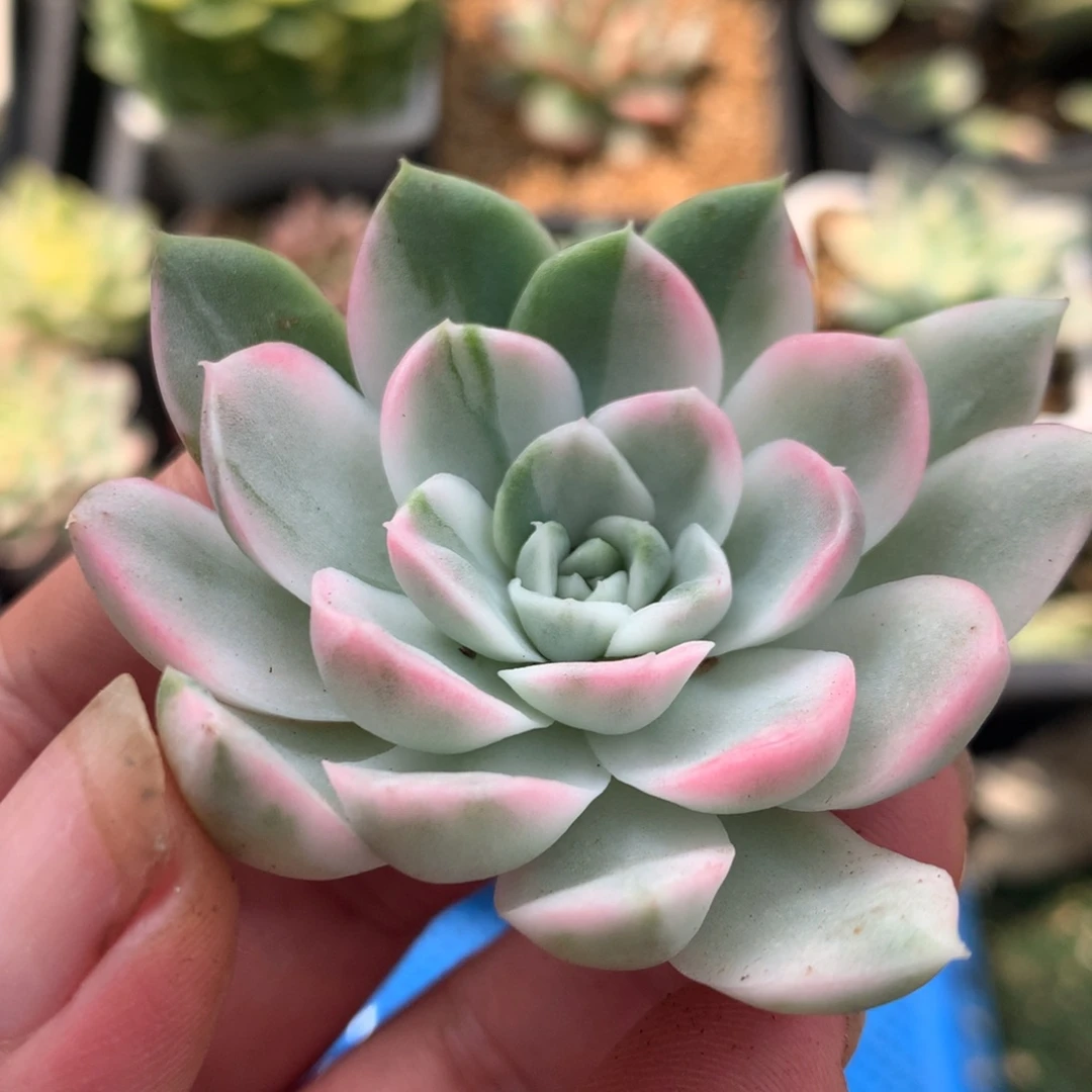 新品莲姐姐姐姐姐姐姐姐姐姐