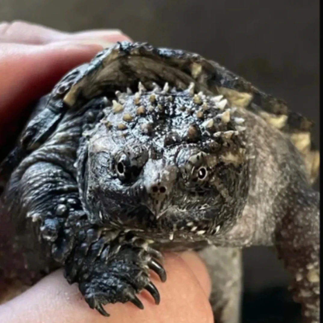 【纯佛直播精选】爆刺佛鳄观赏龟爆刺纯佛鳄人工养殖宠物龟