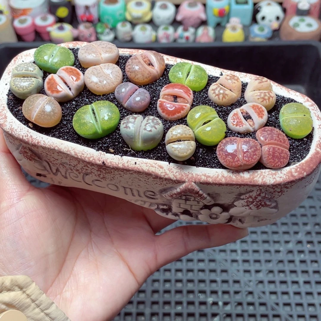 w6199 带盆土发货-零下地区拍保温箱