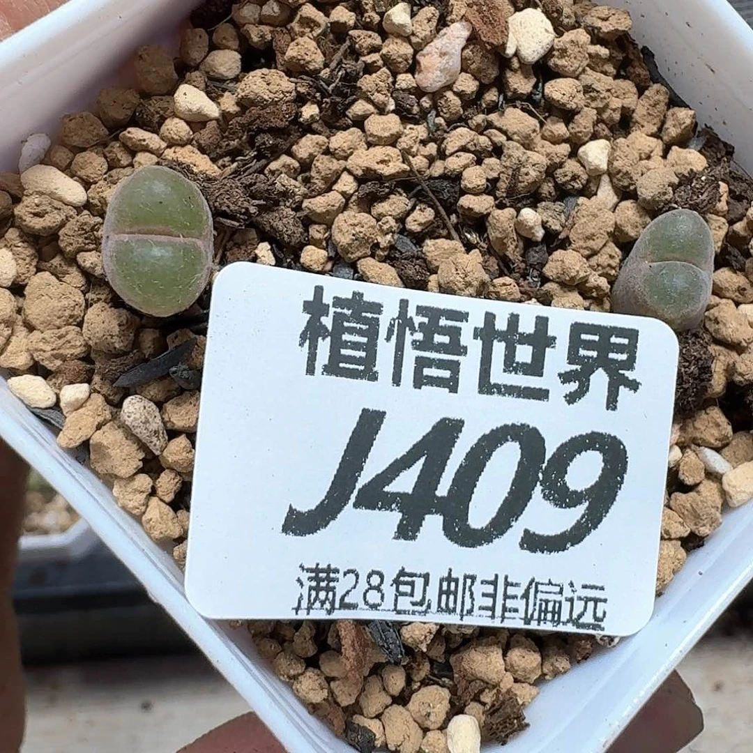 多肉植物的润泽额c g