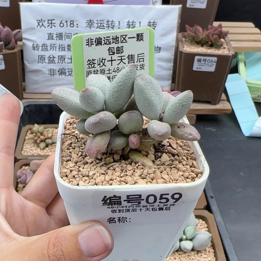 莹****球059奶油泡芙多肉