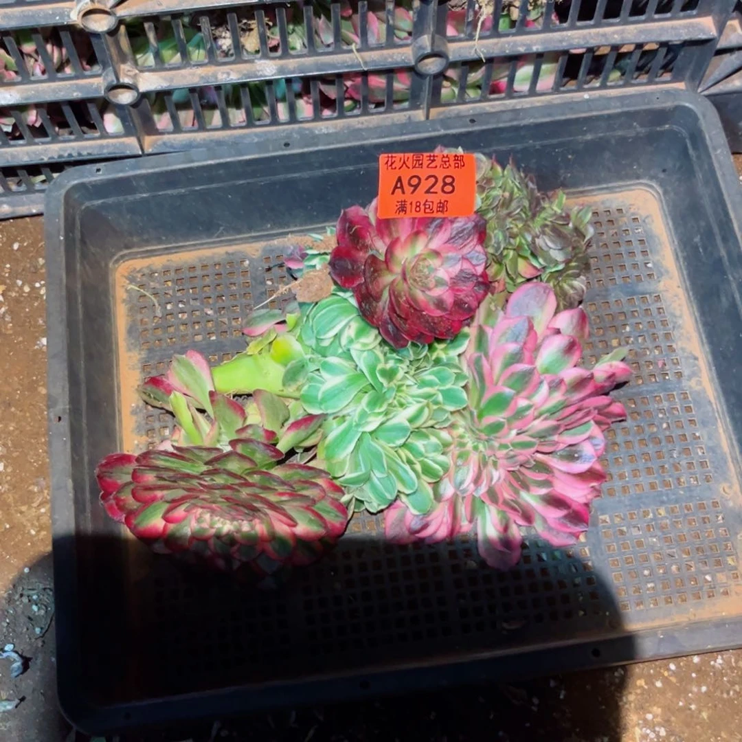 组合928多肉植物