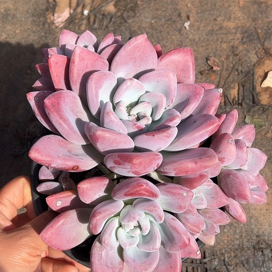 奥普大群，一物一拍
