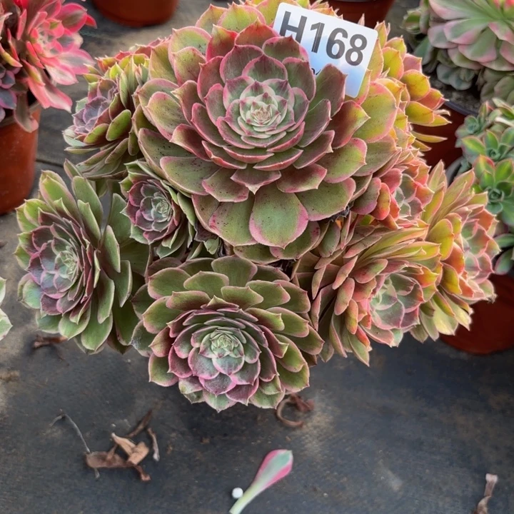 瑞妈，，。。。。168粉花妖，