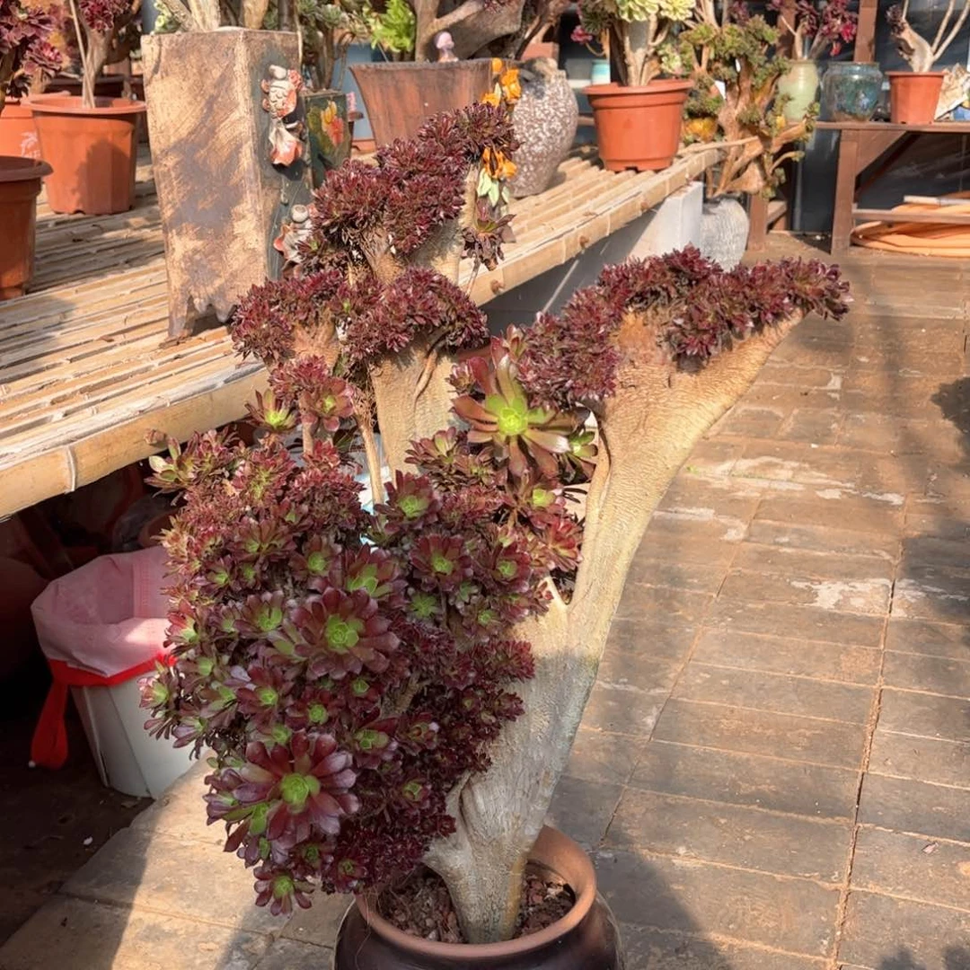 黑法师翅膀造型设计