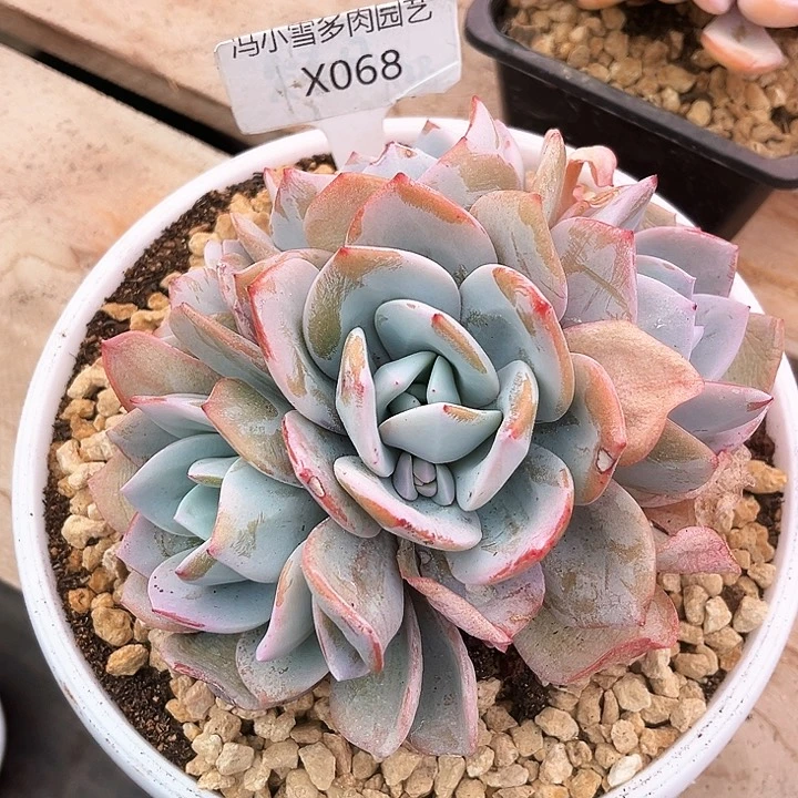 白**~我是第一百位申请创建我的小