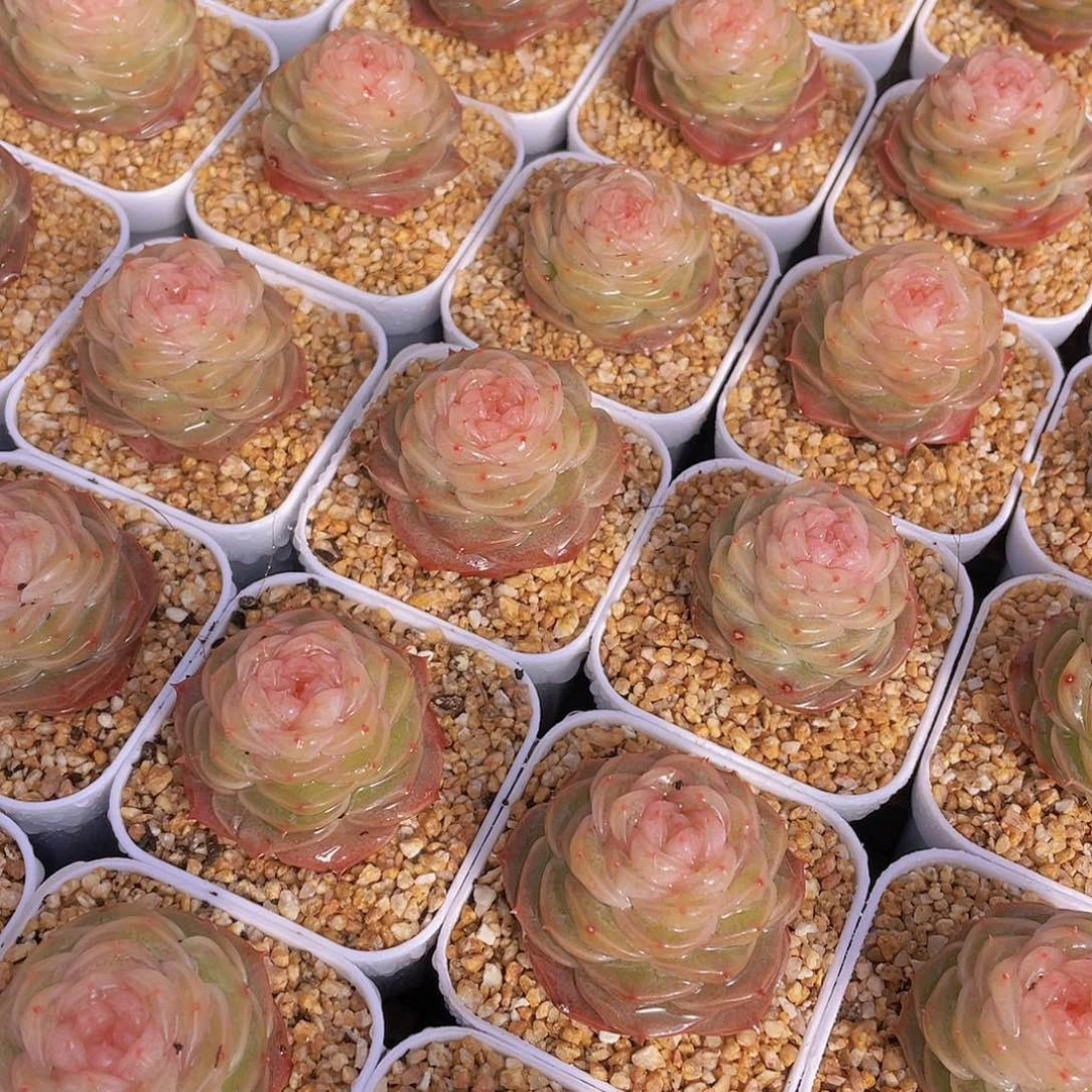 量拍76号 冻唇蜜珍妮单头一个