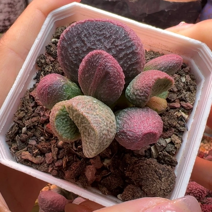 S***e吉祥如意等名家作品