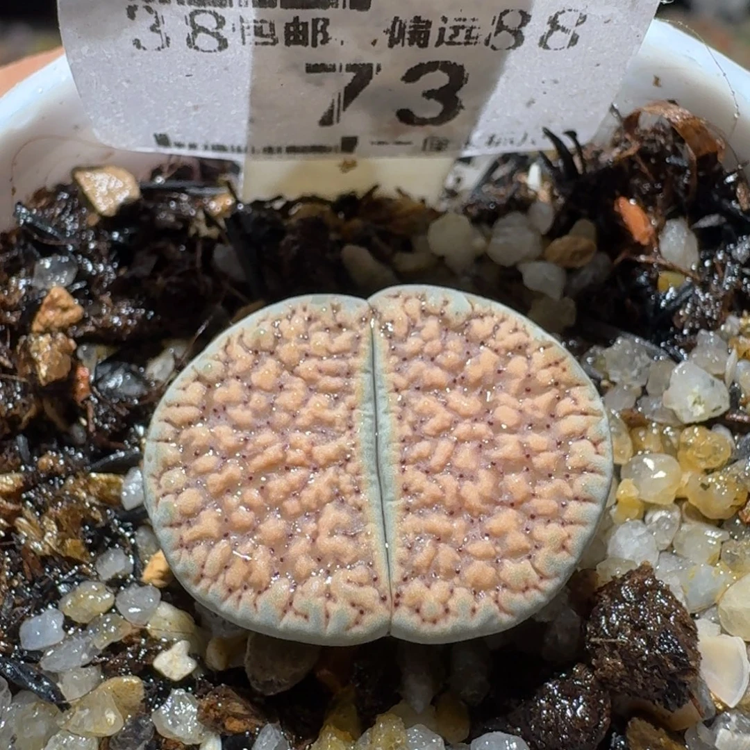 Sss精品清仓价73大