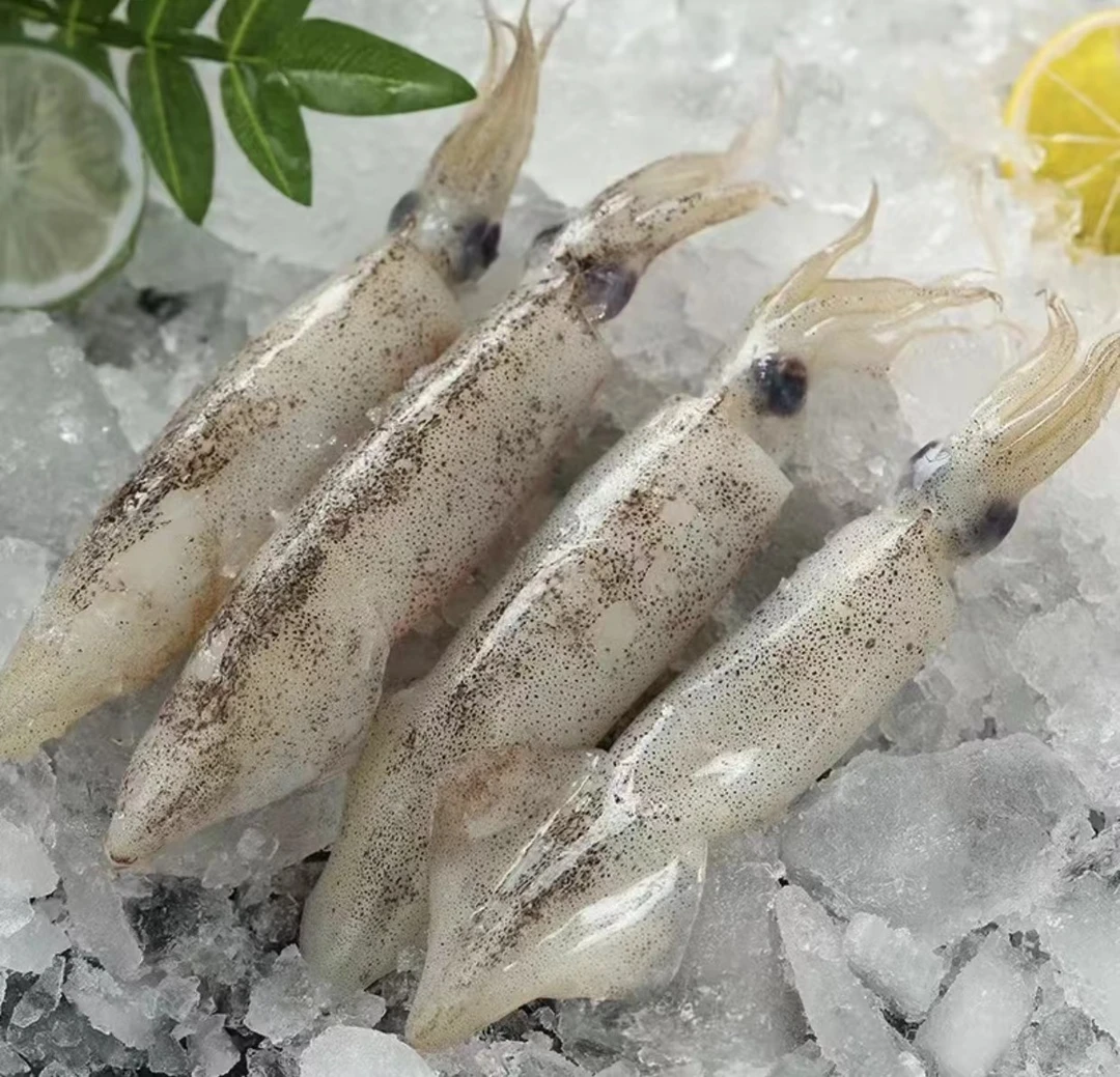 新鲜速冻野生海捕笔管鱼海兔子鲜嫩顺丰包邮