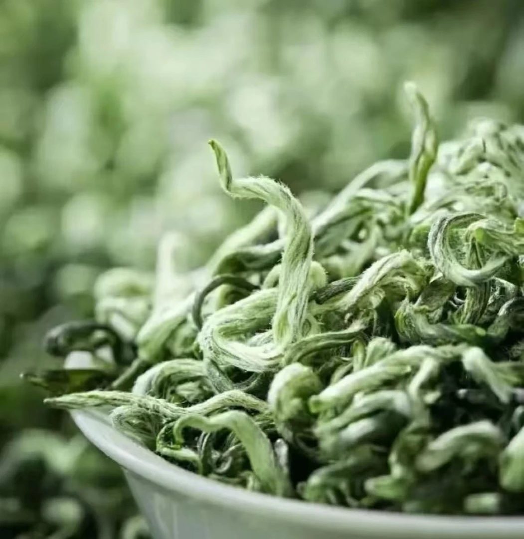 春季新鲜清香的绿茶嫩芽碧螺春新茶