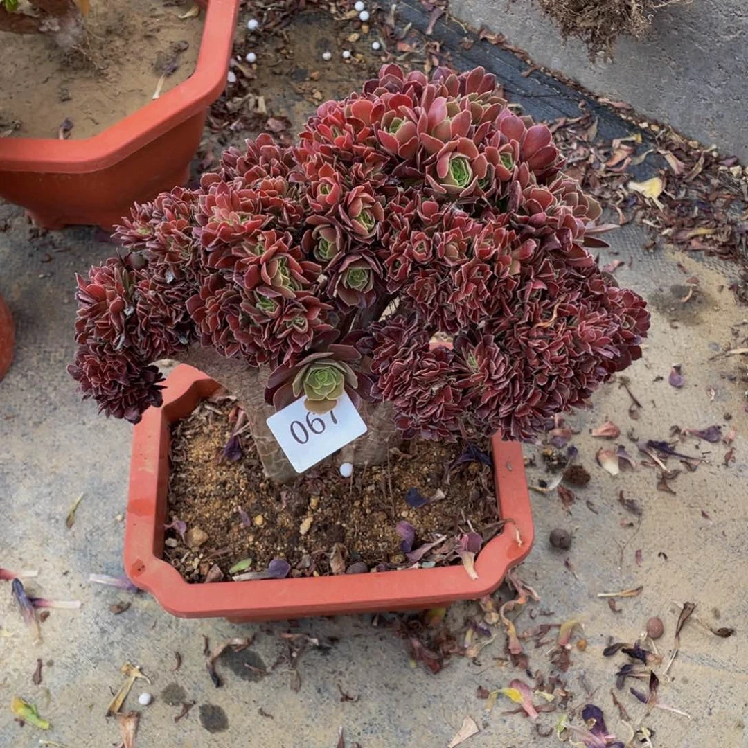 067号玫瑰法师有伤