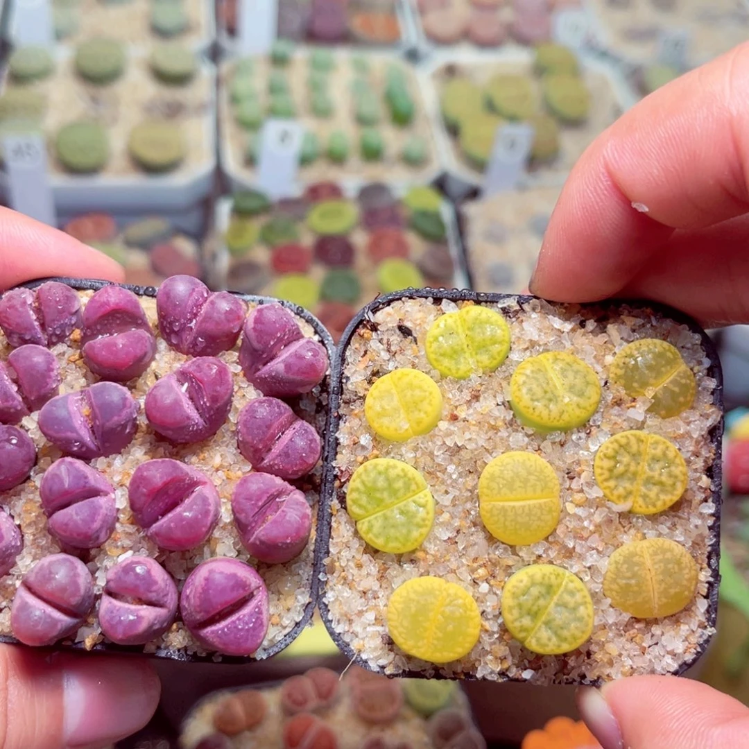 149号带盆包邮带破