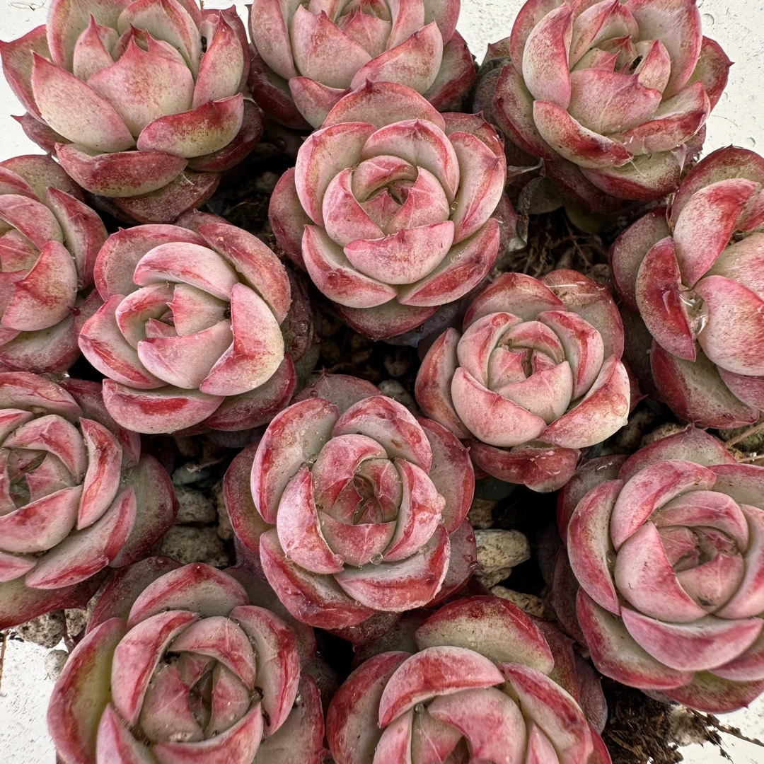 精品贵货切糕一盒(女王93)