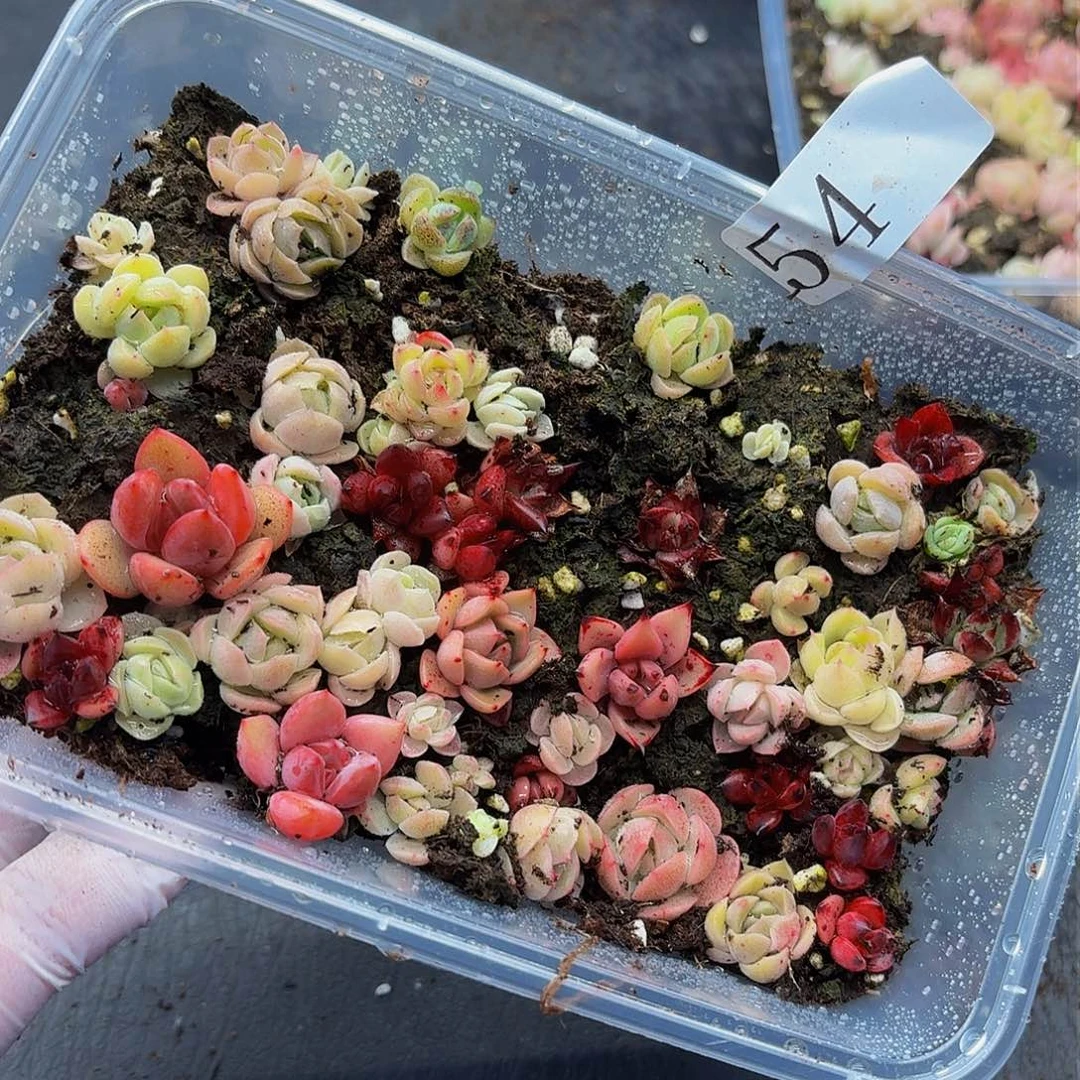多肉植物多肉植物54