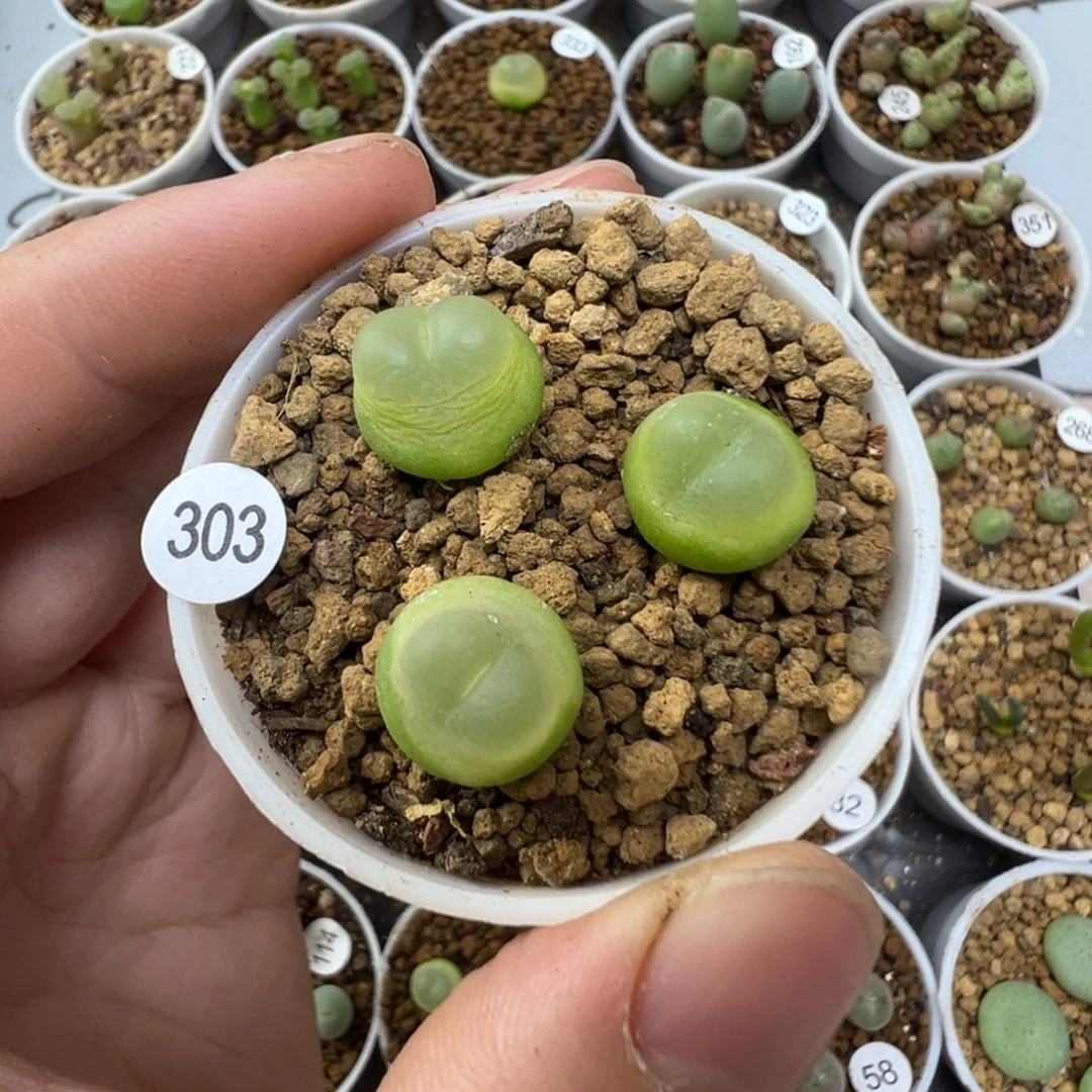 拉登一颗脱土3030000