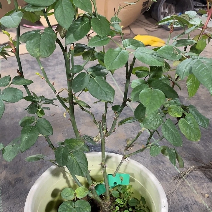 当前无花朵，栽培后可花朵婚礼之路