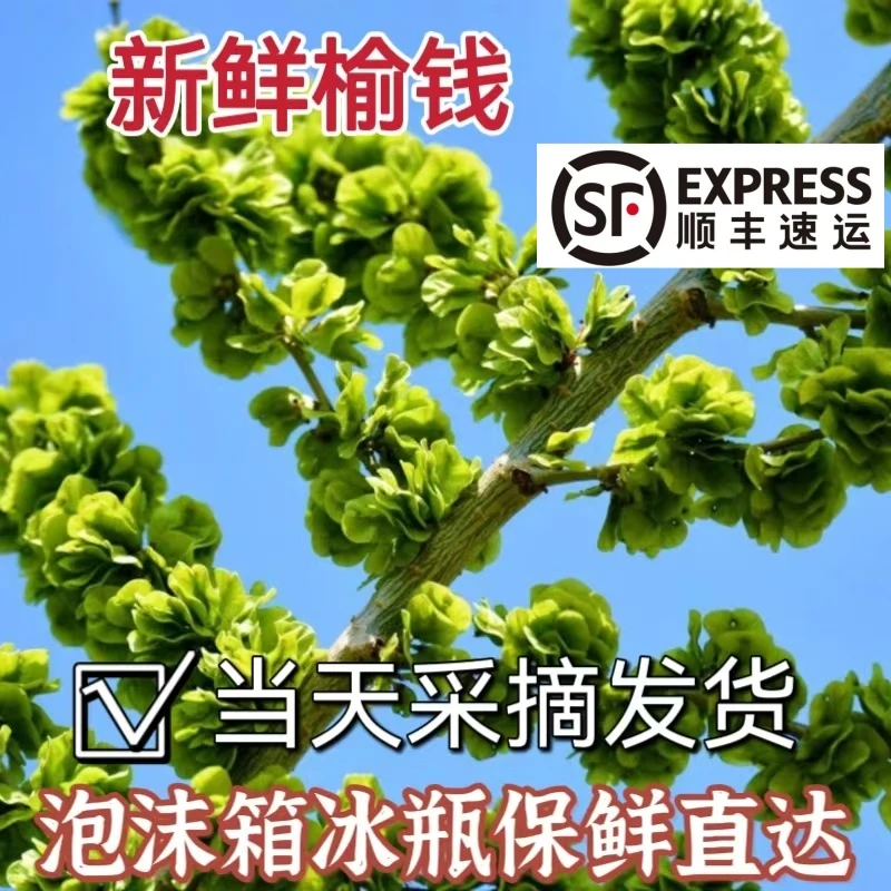 现摘现发2025新鲜榆钱儿野生野菜时令榆钱串榆钱叶窝窝头3斤包邮