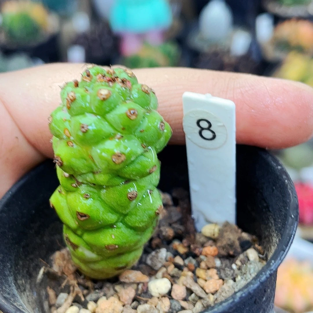 非偏远地区满25包邮仙人球