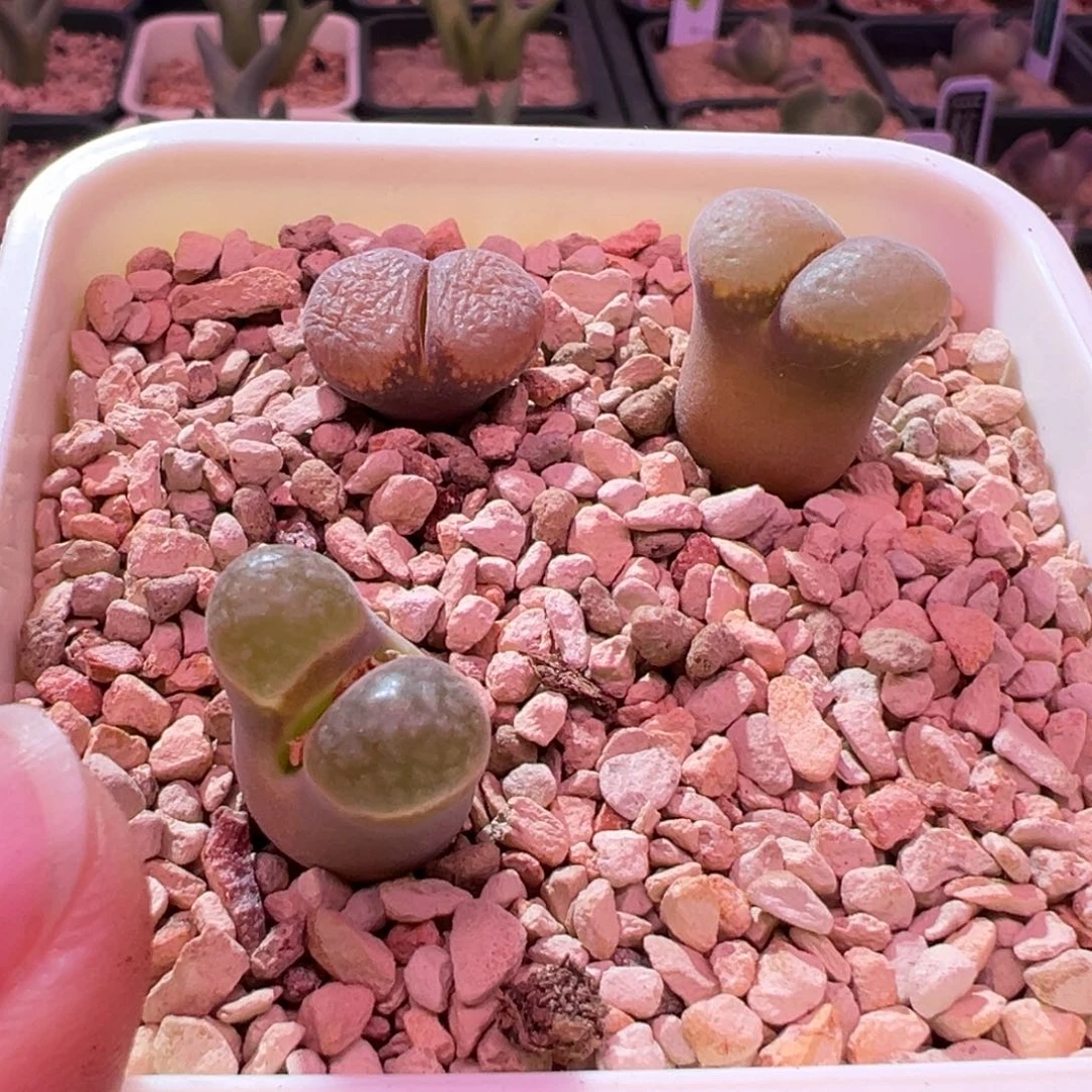 410。编号丢失风铃。