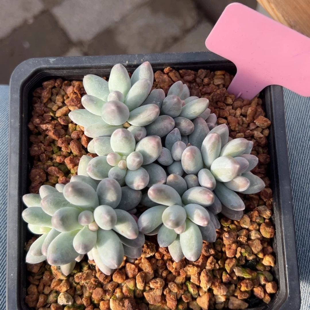 乌拉奶11111111111111