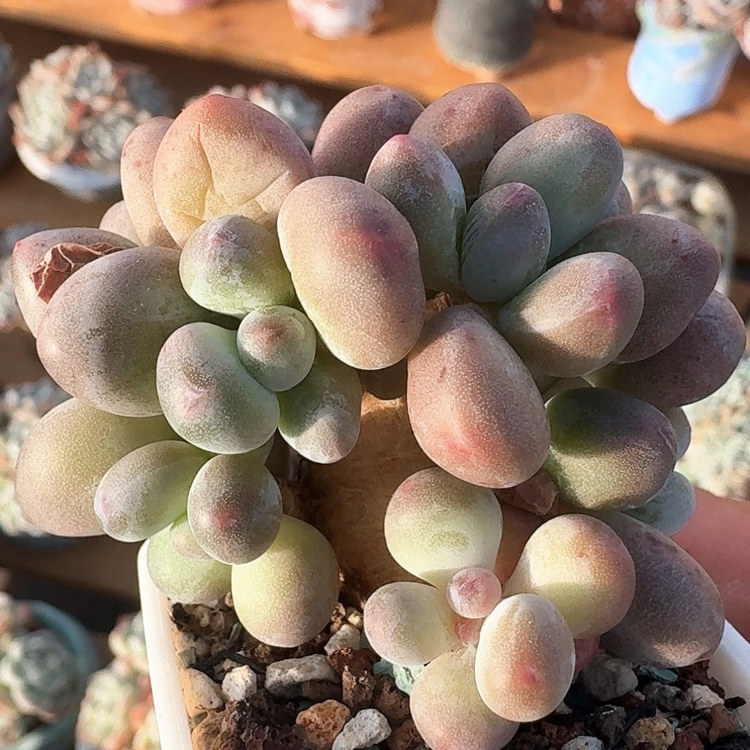 多肉苹果奶小树群生老桩