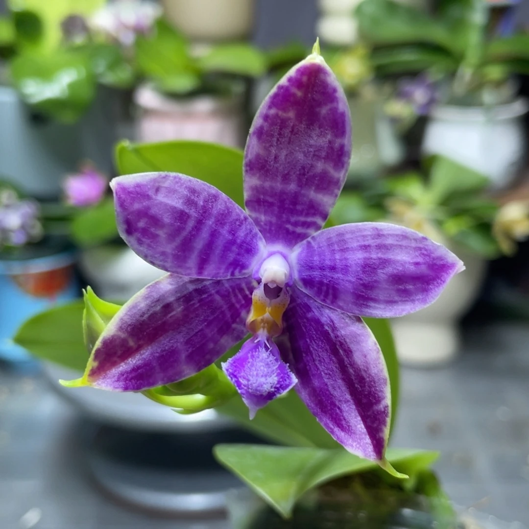 完全开放YC39，2.5杯开花株