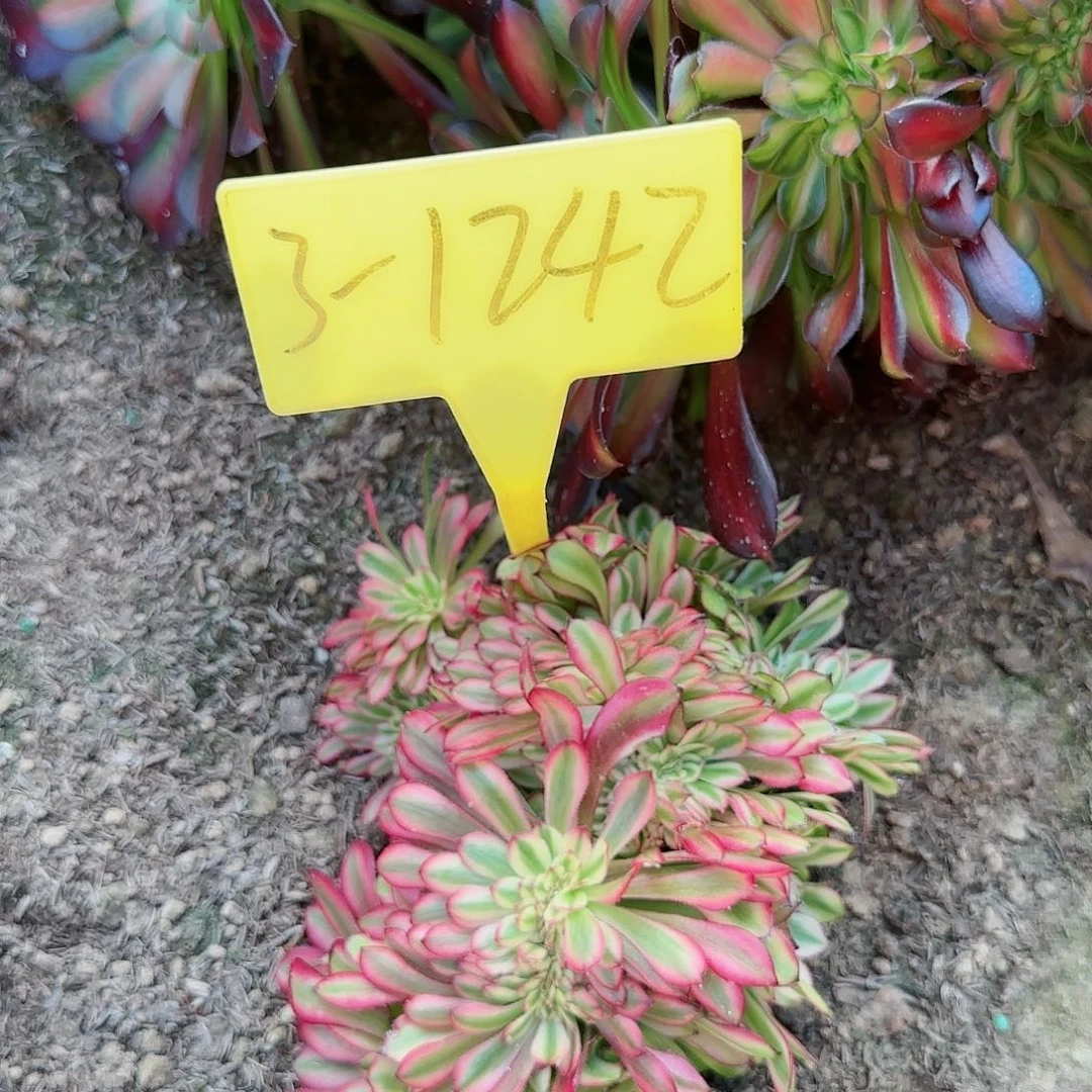 3-1242---多头多肉植物