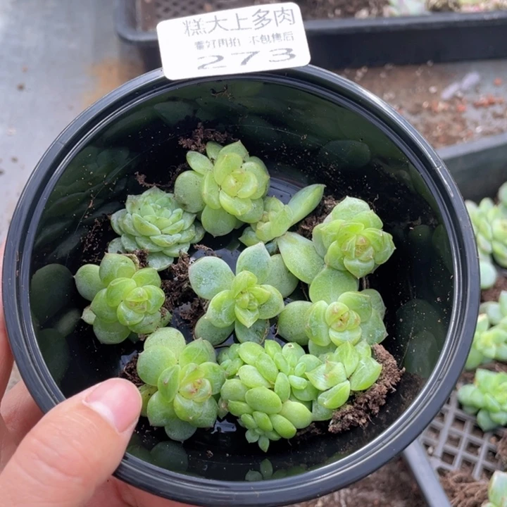 糕大上多肉植物273