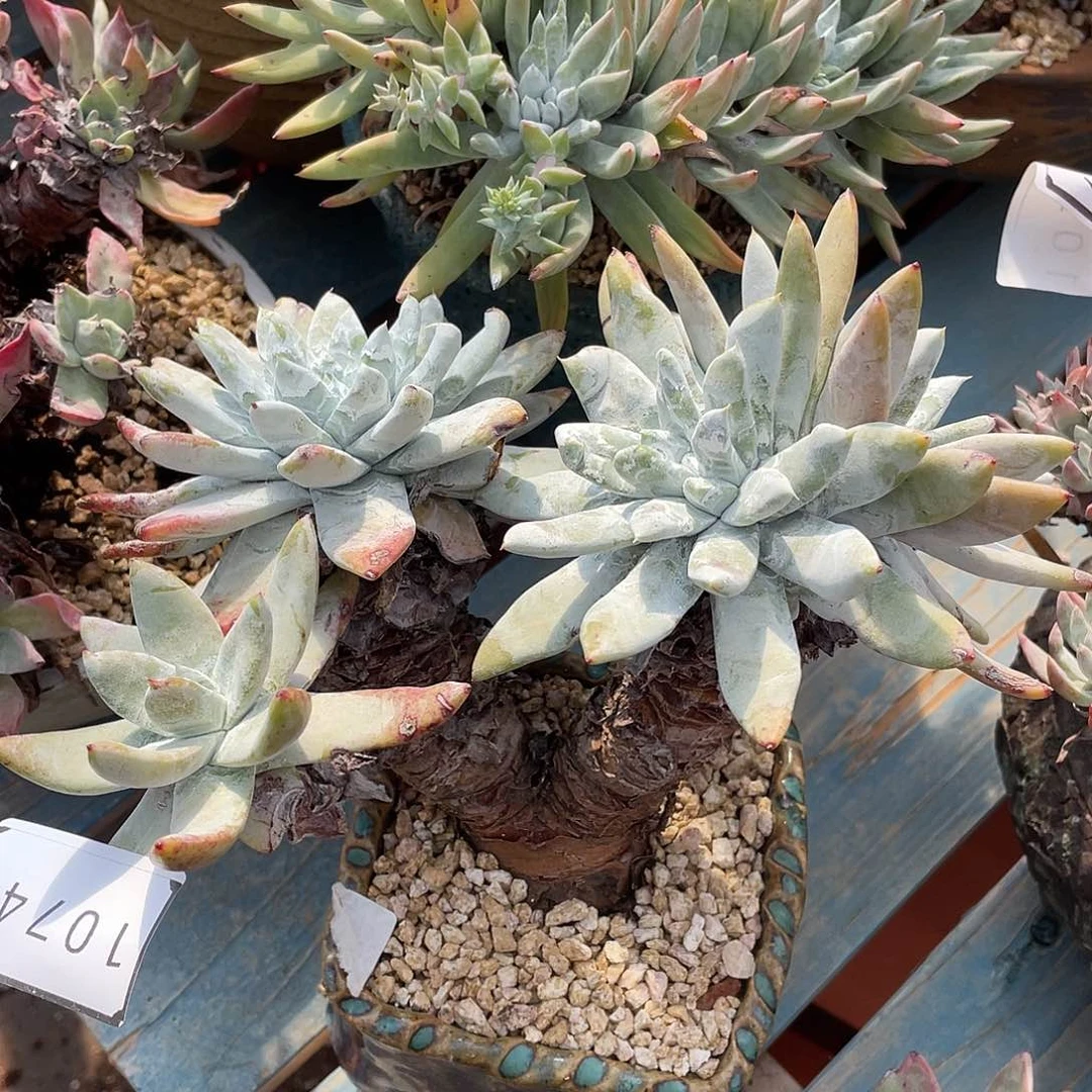 雨*瑕疵特价不售后10745