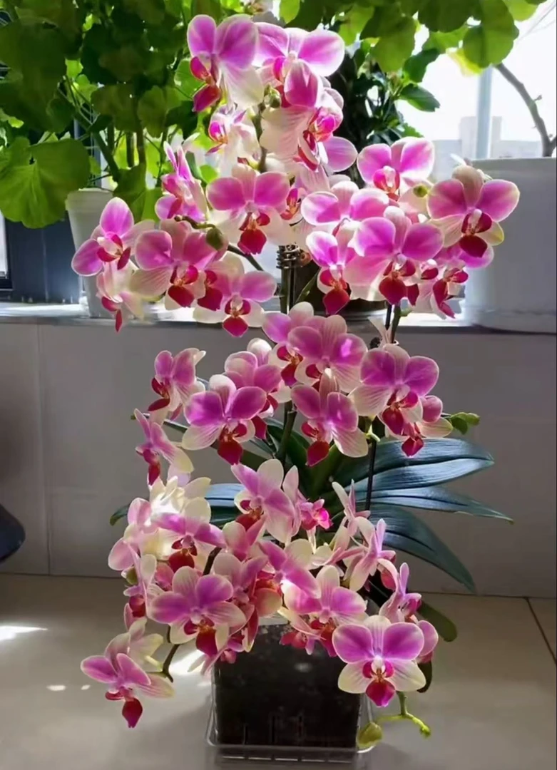 贵族品种 2个花剑 【多彩蜜桃】蝴蝶兰 爆花爆花 神仙颜值稀少