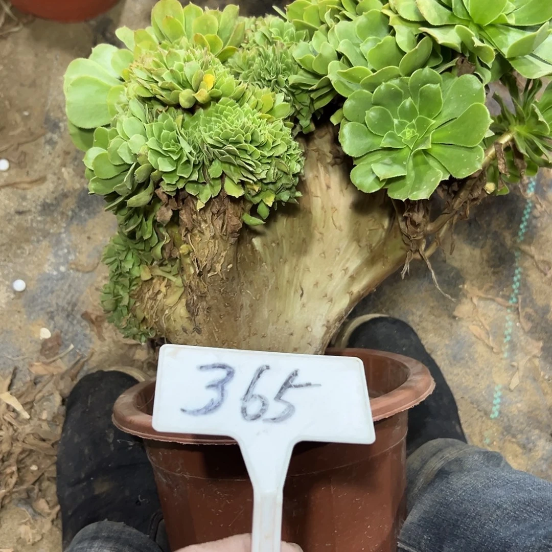 多肉植物绿羊绒缀花365