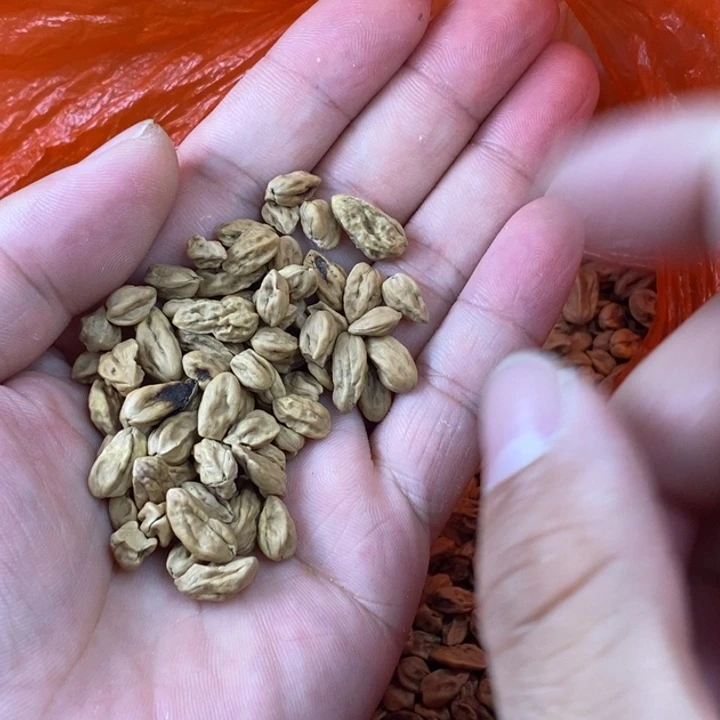 九***雕核桃文玩木质核桃瑕疵籽300粒