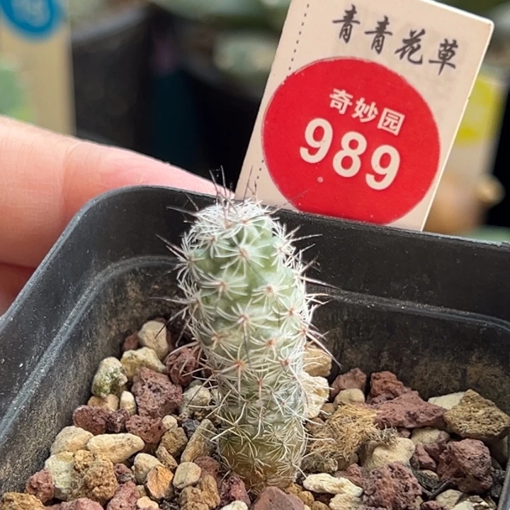 实生马贼1.2cm一棵仙人球